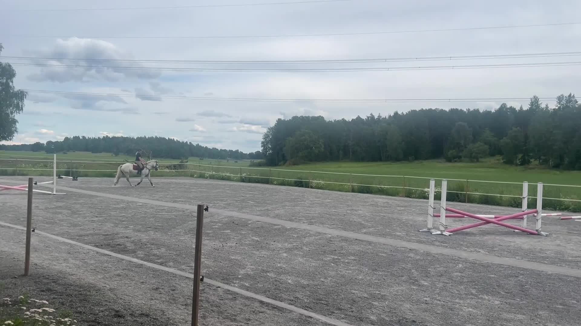 Allround hästar till salu: Superfin klass 1 Connemara  - Video 4