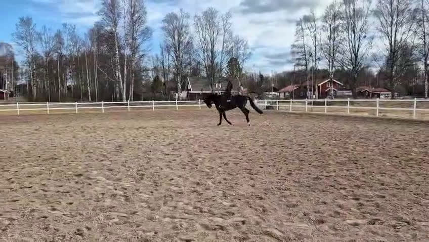 Allround hästar till salu: Superfin kwpn-valack! i Nusnäs - Video 3
