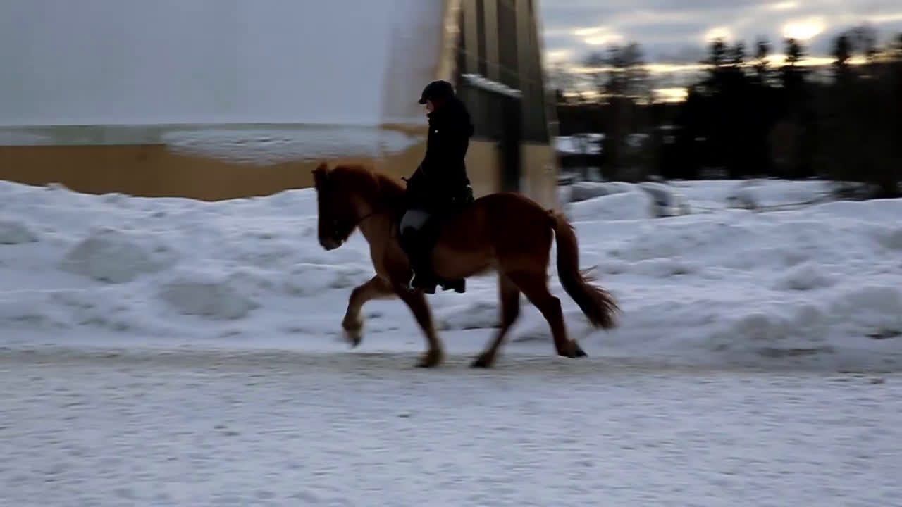 Island hästar till salu: Uttrycksfullt femgångssto! - Video 2