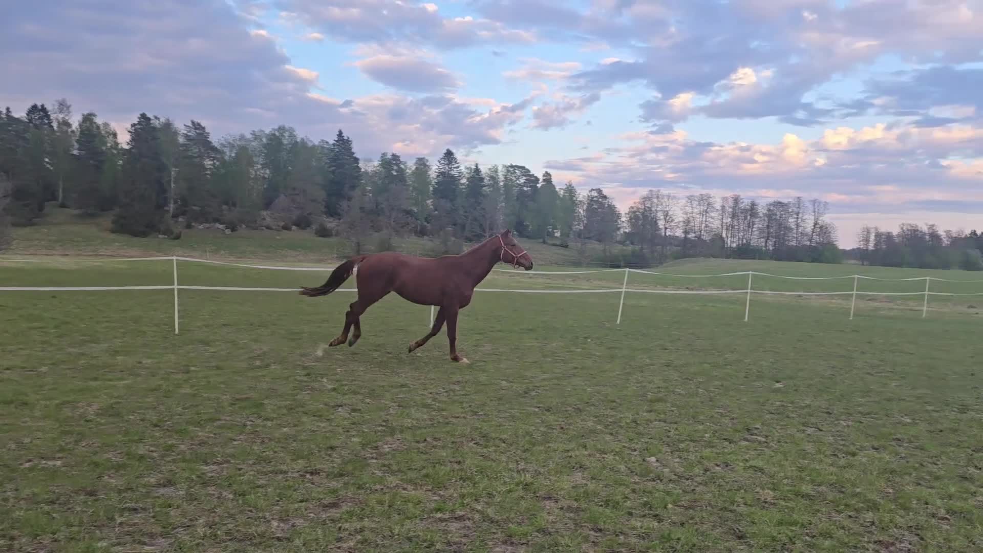 Dressyr hästar till salu: Röd Ferrari - Video 5