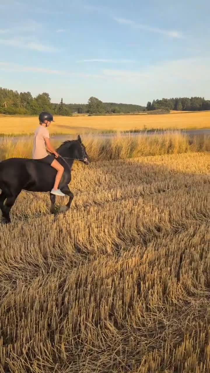 Allround hästar till salu: Superhärlig sportponny - Video 1