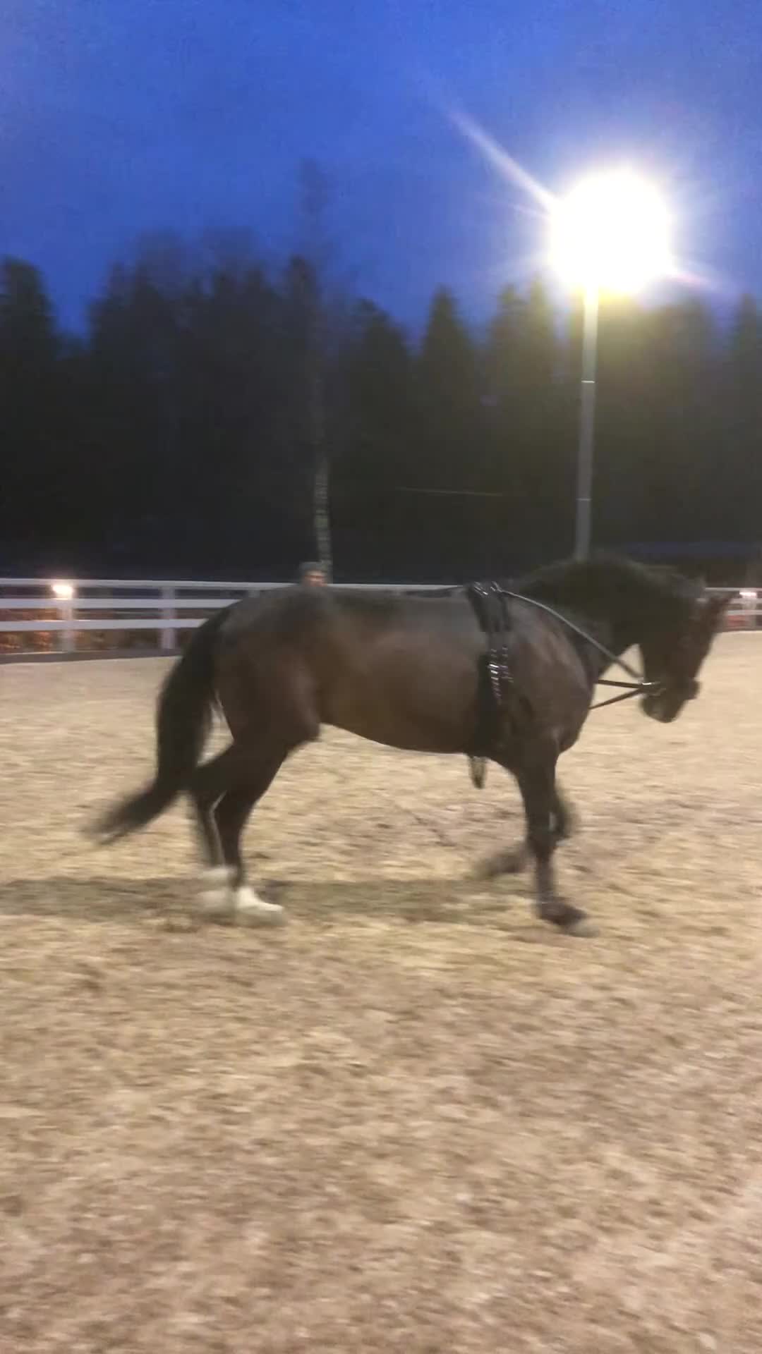 Allround hästar till salu: Ridhäst säljes - Video 1