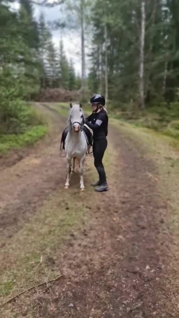 Allround hästar till salu: Supersöt Welsh Mountain - Video 2
