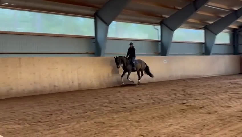 Hoppning hästar till salu: Ädel Sporthäst i Mönsterås - Video 3