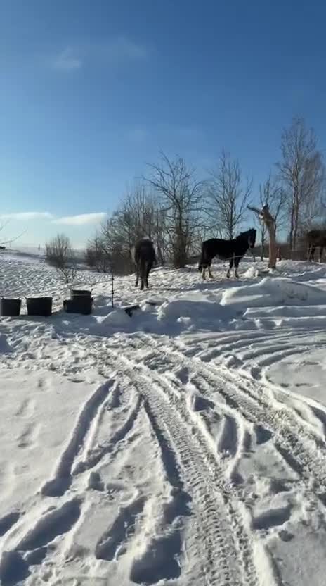 Allround hästar till salu: Snäll häst med potential  - Video 5