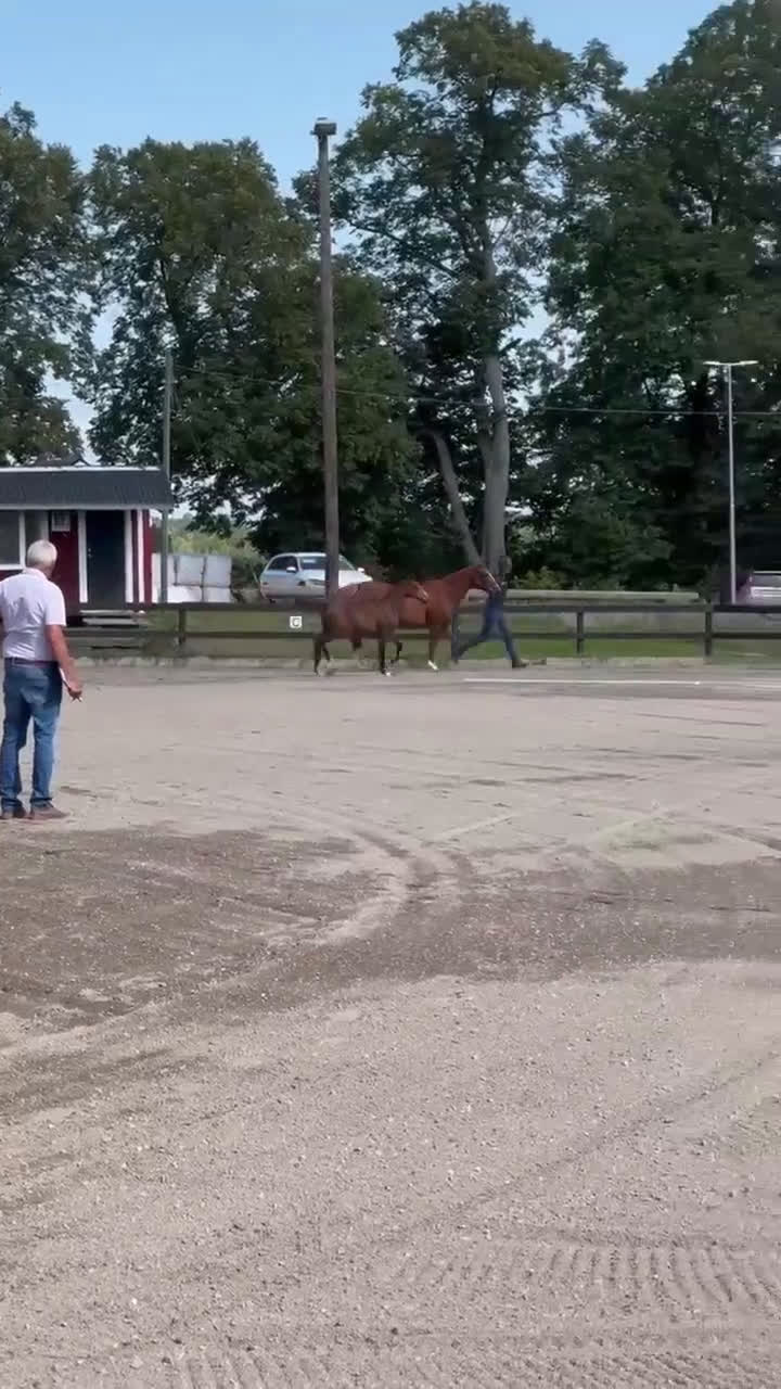 Hoppning hästar till salu: Hingstföl med supertemperament i Skogås - Video 1