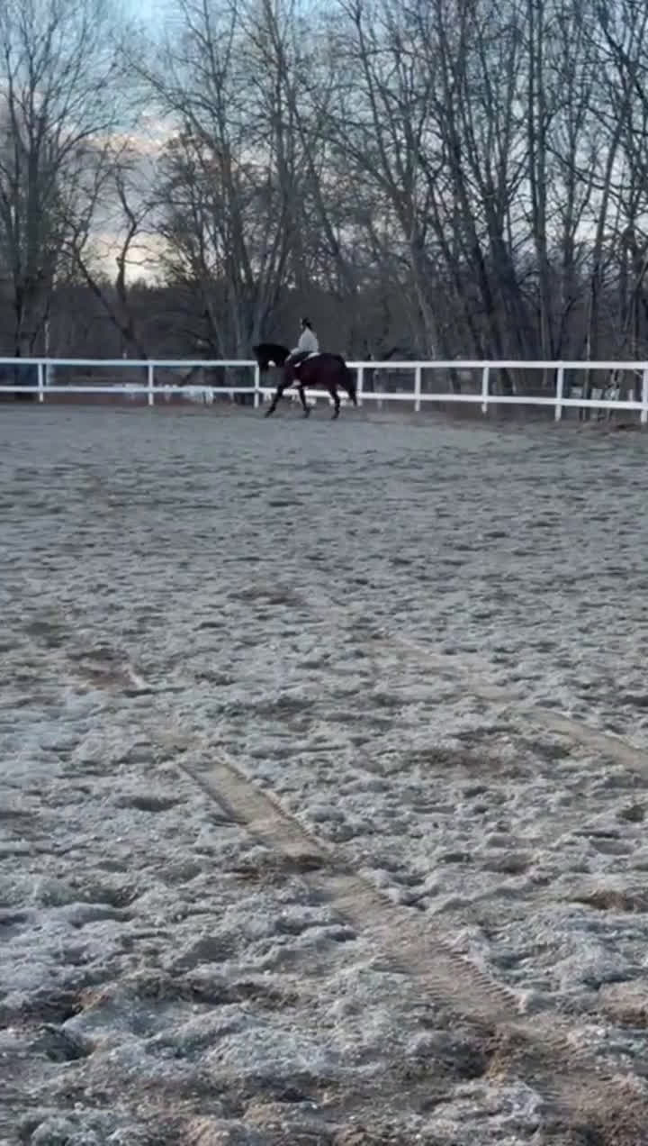 Allround hästar till salu: ✨Vacker och positiv fullblodsvalack säljes✨ i Söderbärke - Video 2