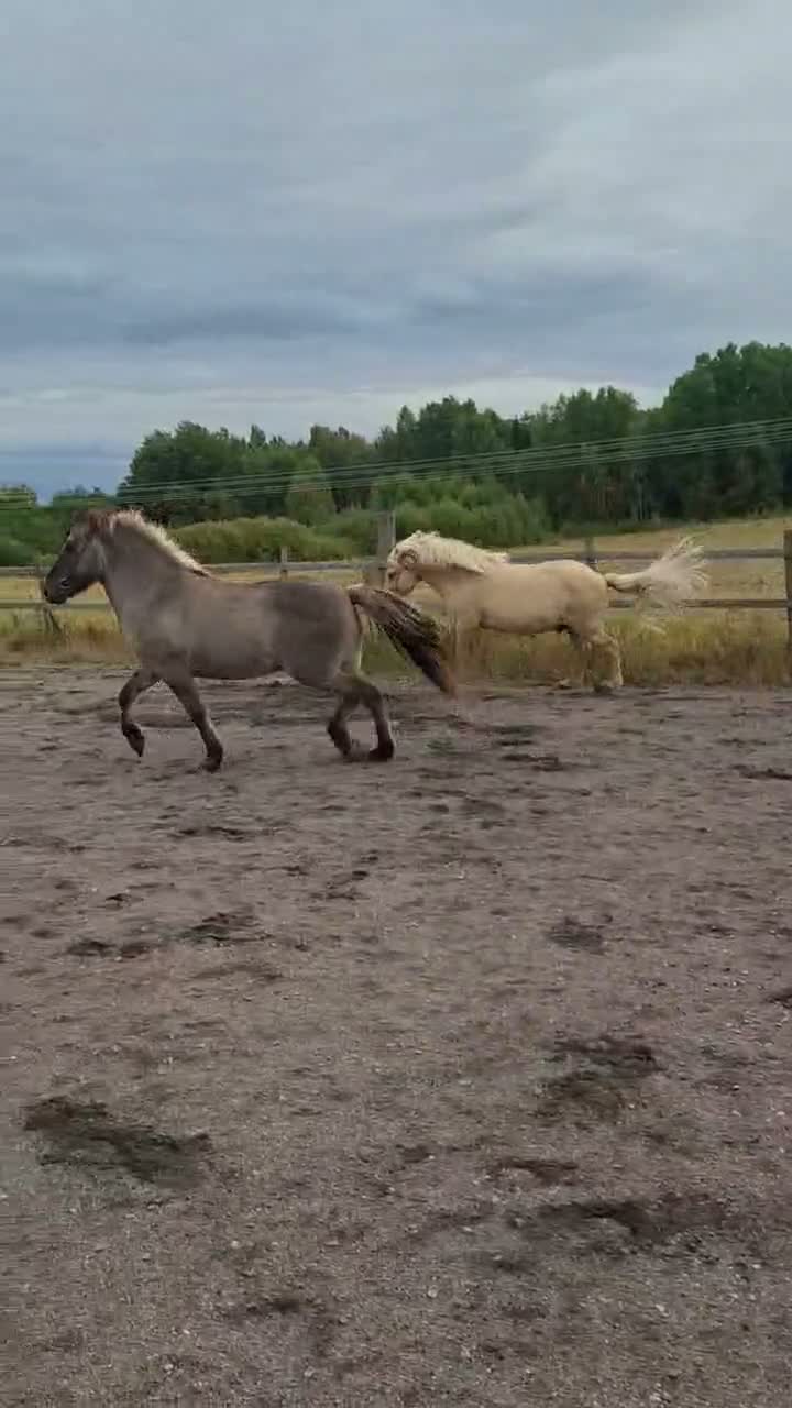 Island hästar till salu: Islandshästar säljes tillsammans  - Video 2