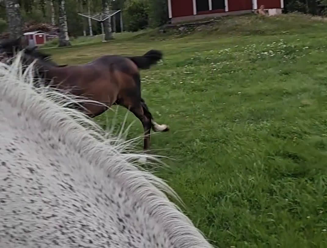 Hoppning hästar till salu: Socialt stoföl e. A magic twist i Klockrike - Video 1