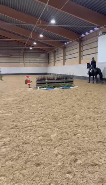 Allround hästar till salu: Häftigt Sto - Video 5