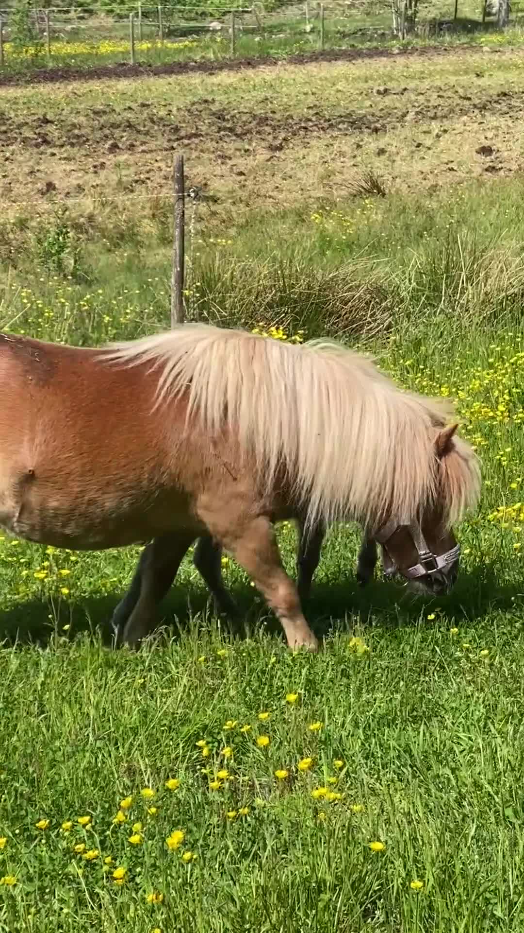 Sällskap hästar till salu: Den snällaste minishettisen i två par hovar - Video 1