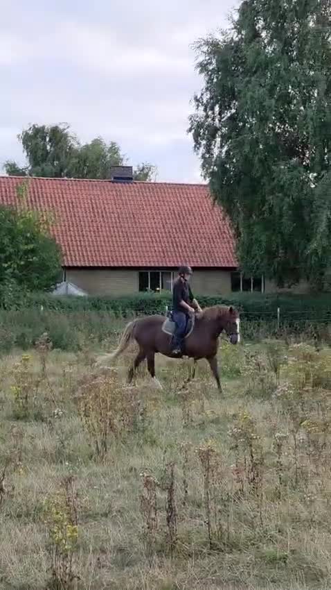 Allround hästar till salu: Älskad ponny  - Video 1