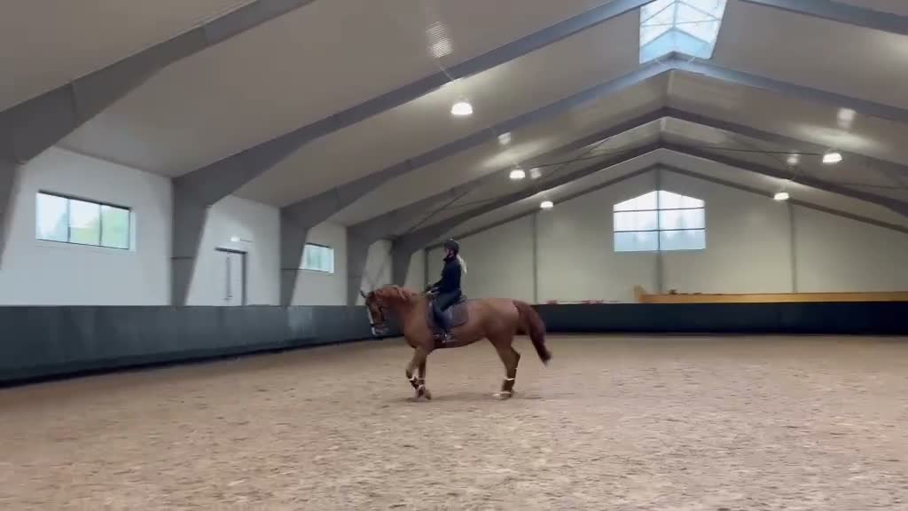 Hoppning hästar till salu: Bästa vän till salu ❤️ - Video 4