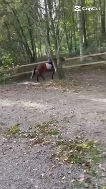 Allround hästar till salu: Allround ponny  i Örkelljunga - Video 2