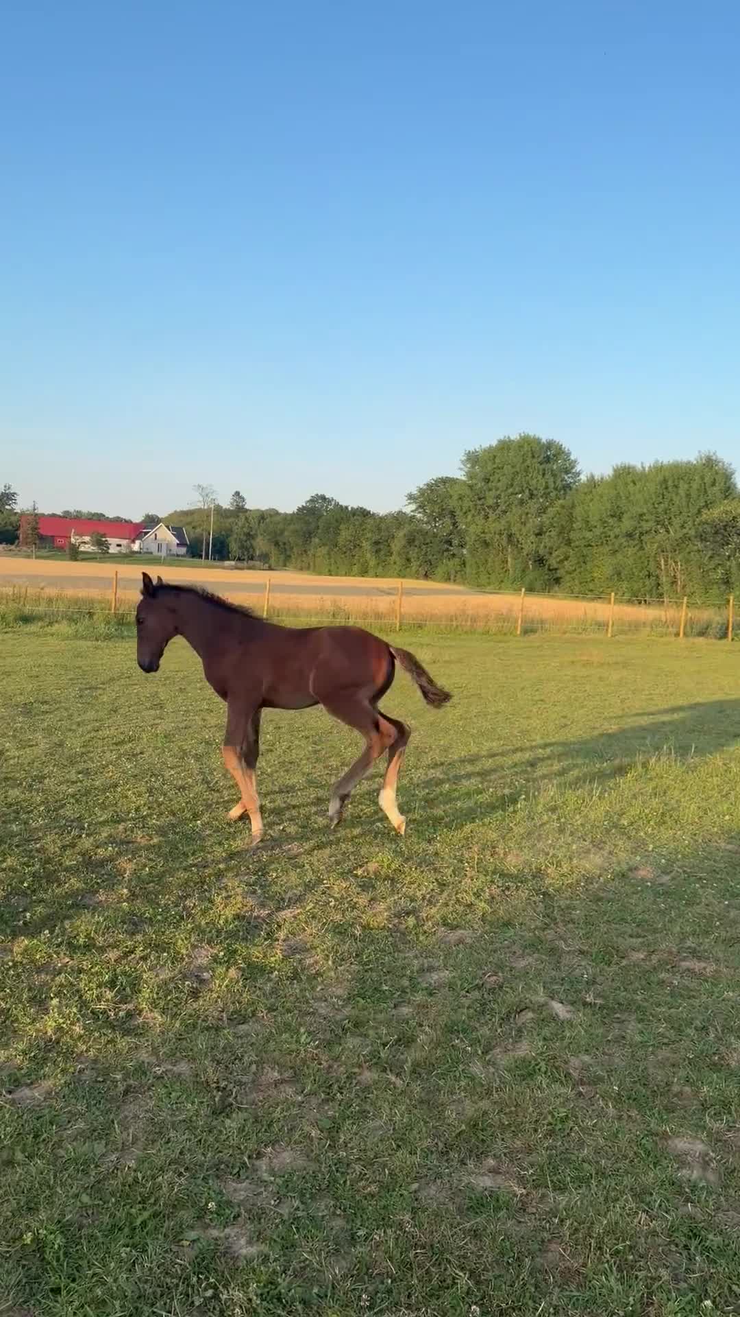 Hoppning hästar till salu: En lovade framtidsstjärna!✨🤩 - Video 5