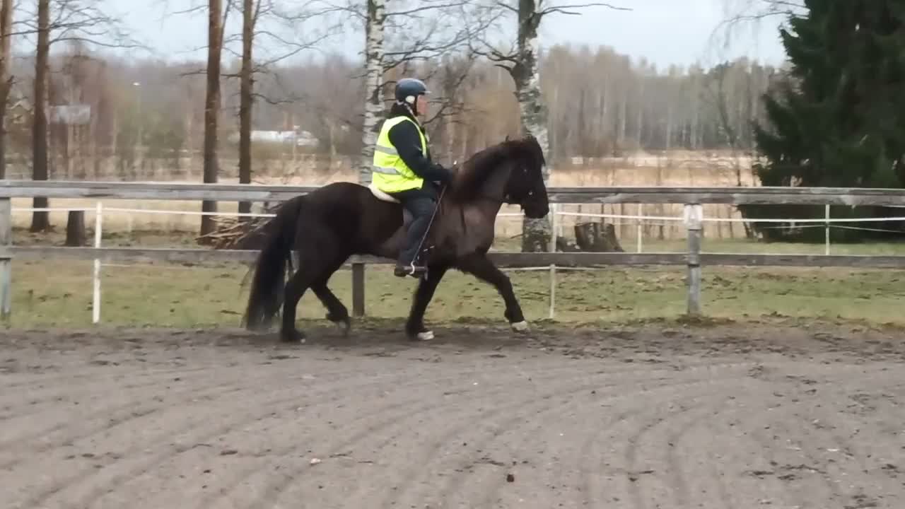 Island hästar till salu: Utlånas på foder för senare köp. - Video 2