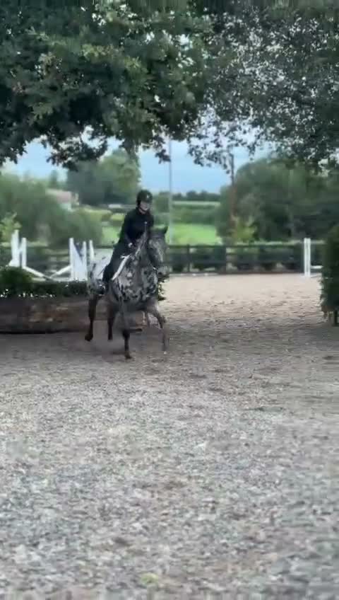 Allround hästar till salu: Vackert sto - Video 3
