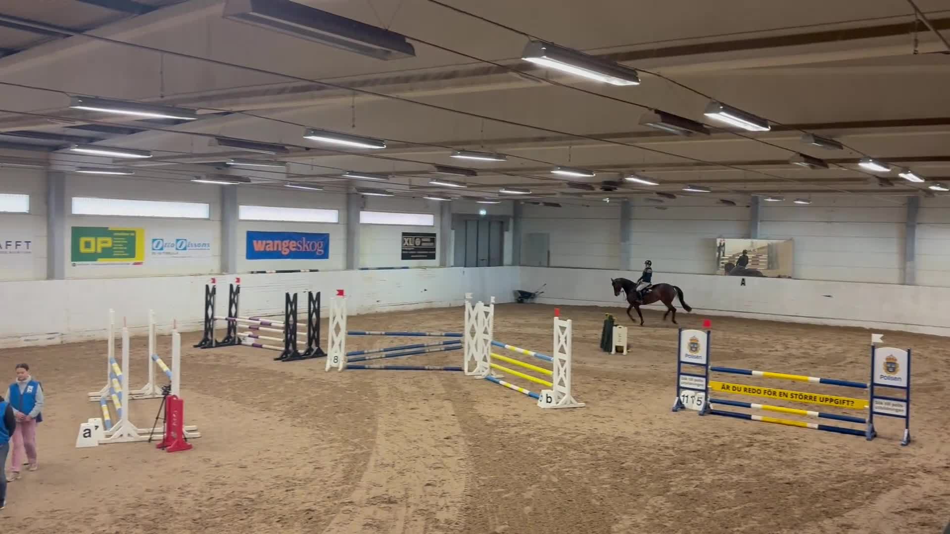 Hoppning hästar till salu: Hobby, hoppning eller fälttävlan ? - Video 4