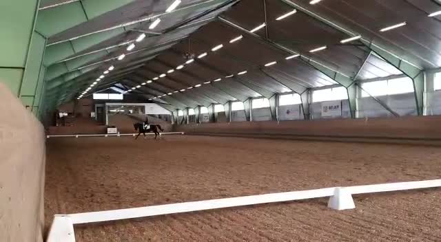 Allround hästar till salu: Läromästare dressyr och hoppning  - Video 2