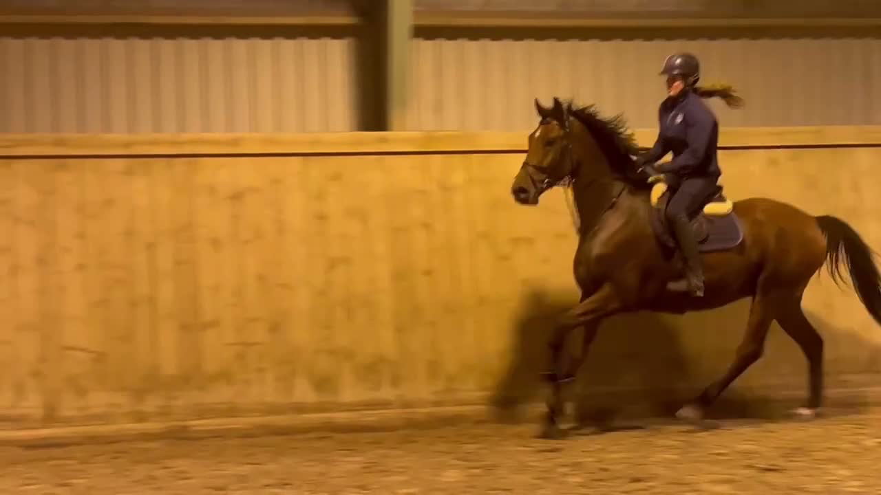 Hoppning hästar till salu: Projekt häst med meriterade syskon - Video 4