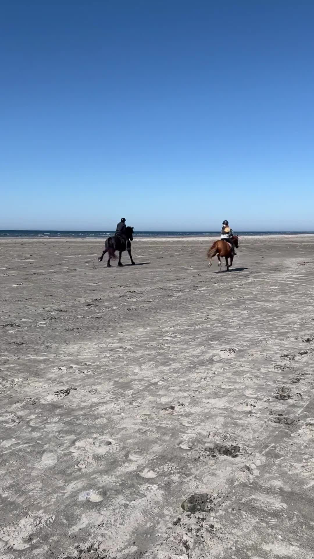 Dressyr hästar till salu: Fantastisk c-ponny med stor charm - Video 1