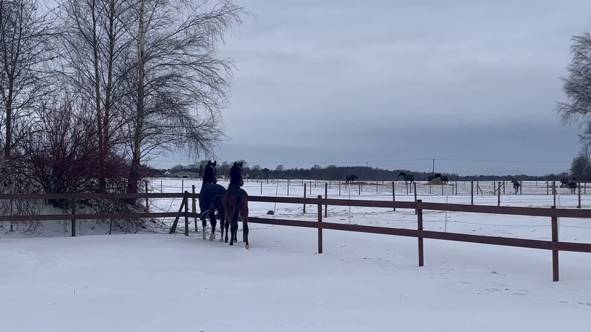 Dressyr hästar till salu: Trevlig hingst - Video 2