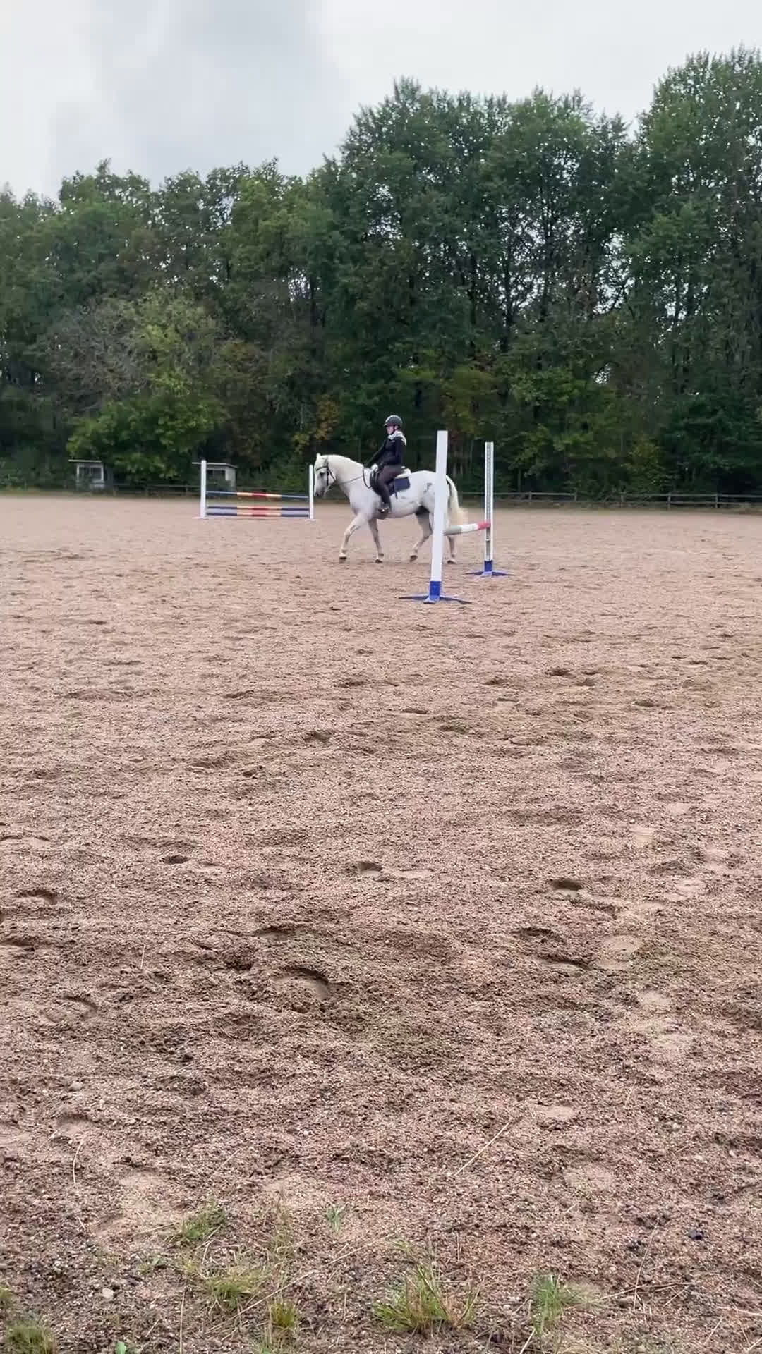 Allround hästar till salu: Trevlig och positiv D-ponny - Video 1