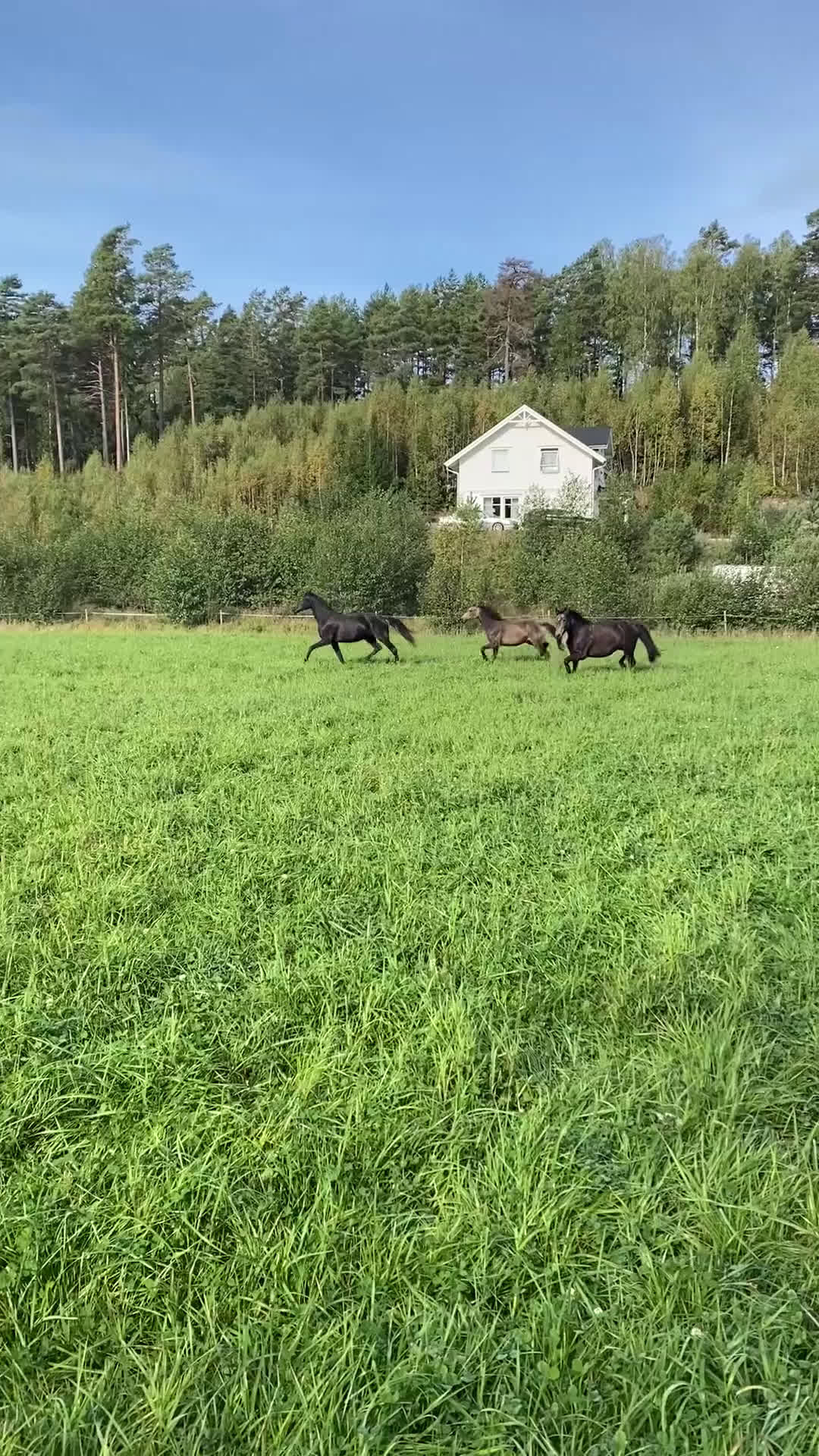 Dressyr hästar till salu: 2år sto e Franklin i Nyköping - Video 1