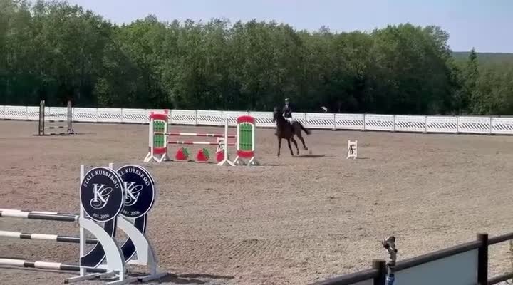 Hoppning hästar till salu: Hopphäst läromästare vurderes solgt - Video 3
