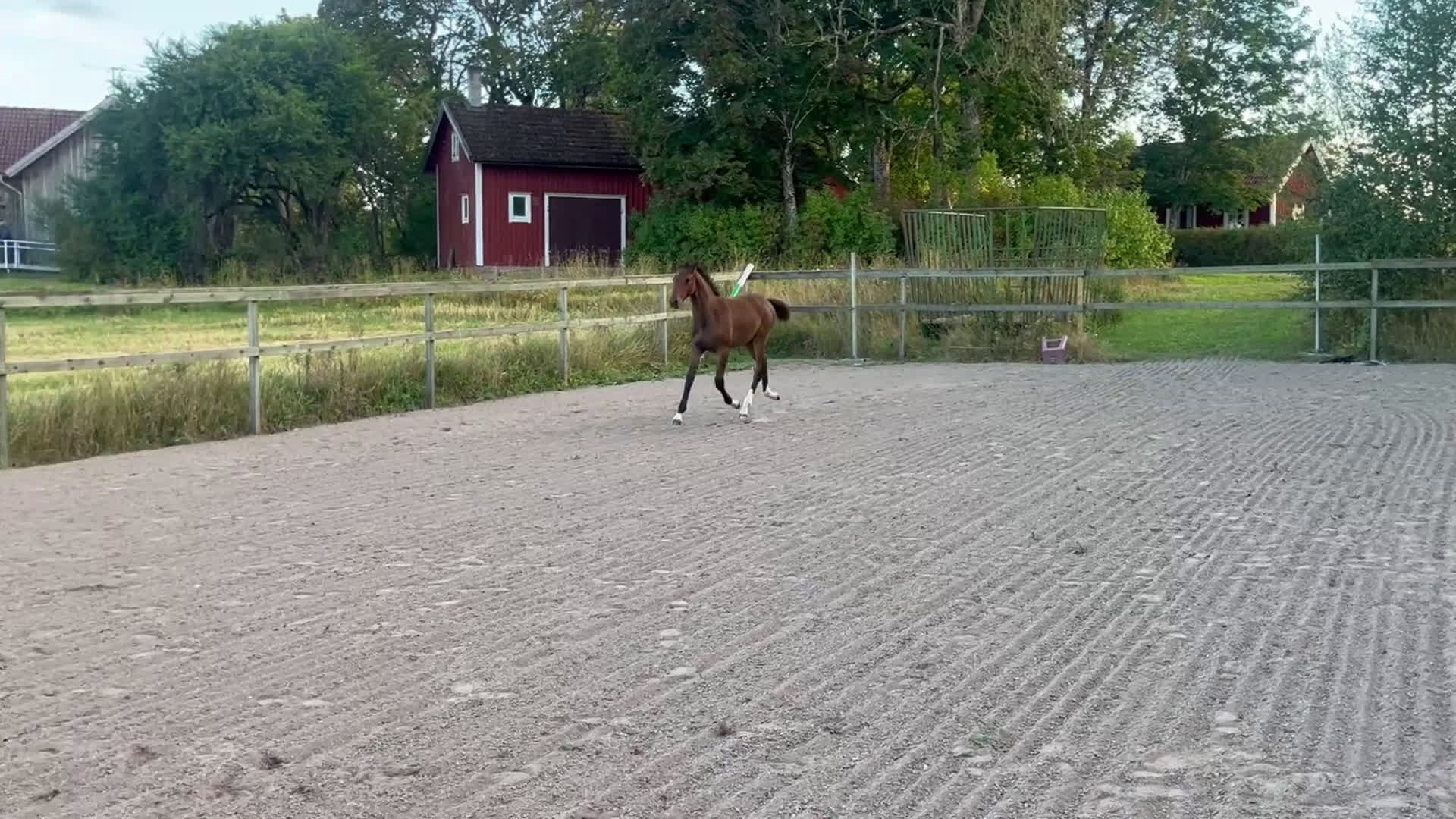 Fälttävlan hästar till salu: Prissänkt! Sto -25 Fälttävlansämne, supersocial! i Väring - Video 4