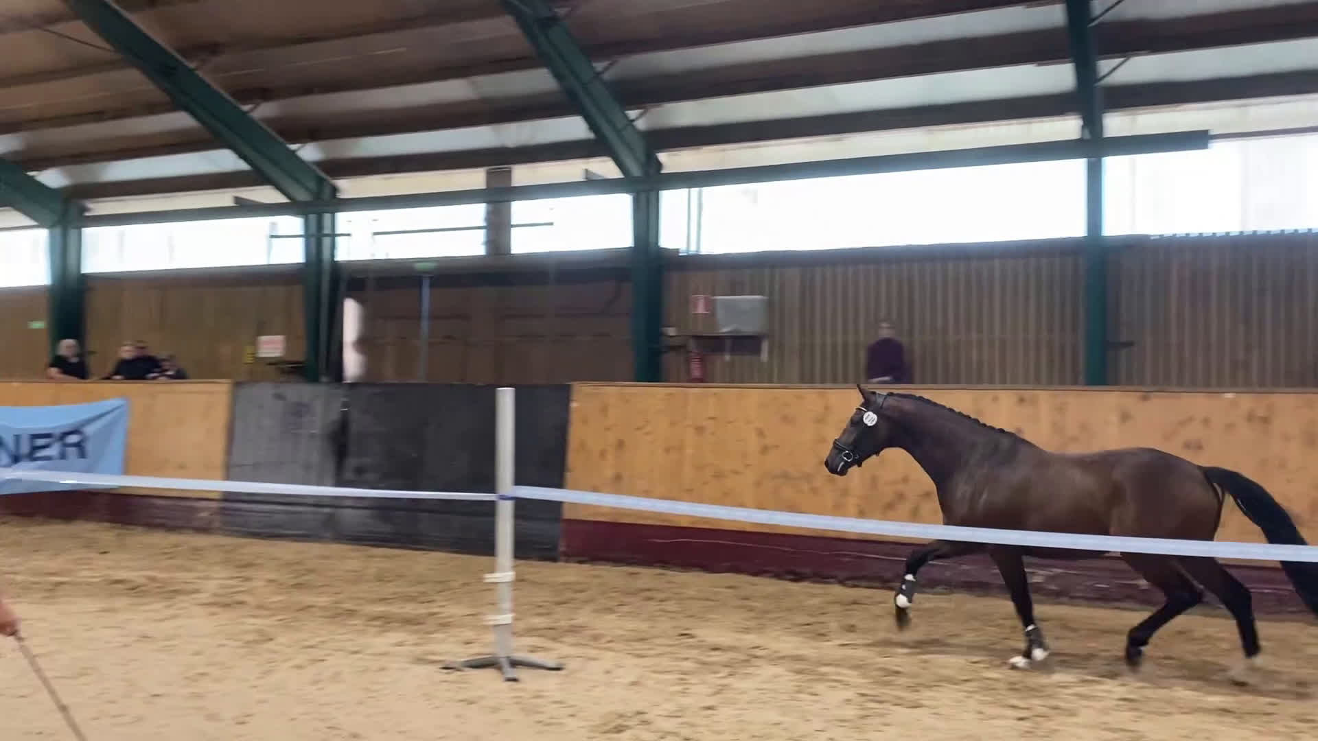 Allround hästar till salu: Kanesson RG e. Kane - en kompis för det mesta i Hallaröd - Video 1