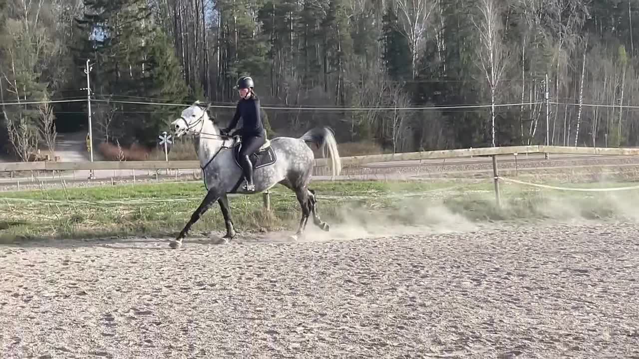 Allround hästar till salu: Projekthäst - Video 3