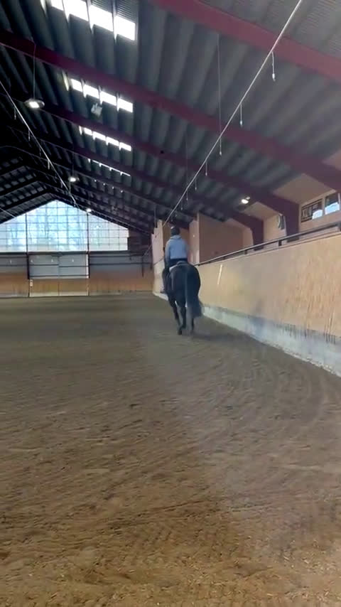 Allround hästar till salu: Trevligt Feminint Sto i Borrby - Video 3