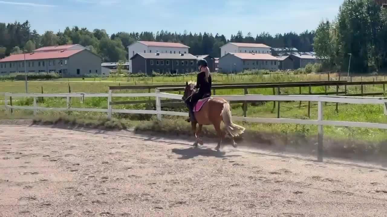 Allround hästar till salu: Jaguar - Video 2