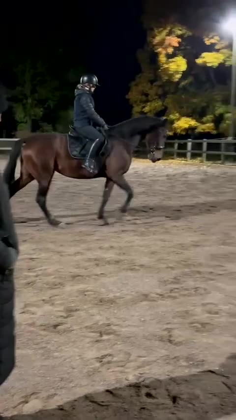 Allround hästar till salu: Underbar varmblodig ridtravare - Video 1