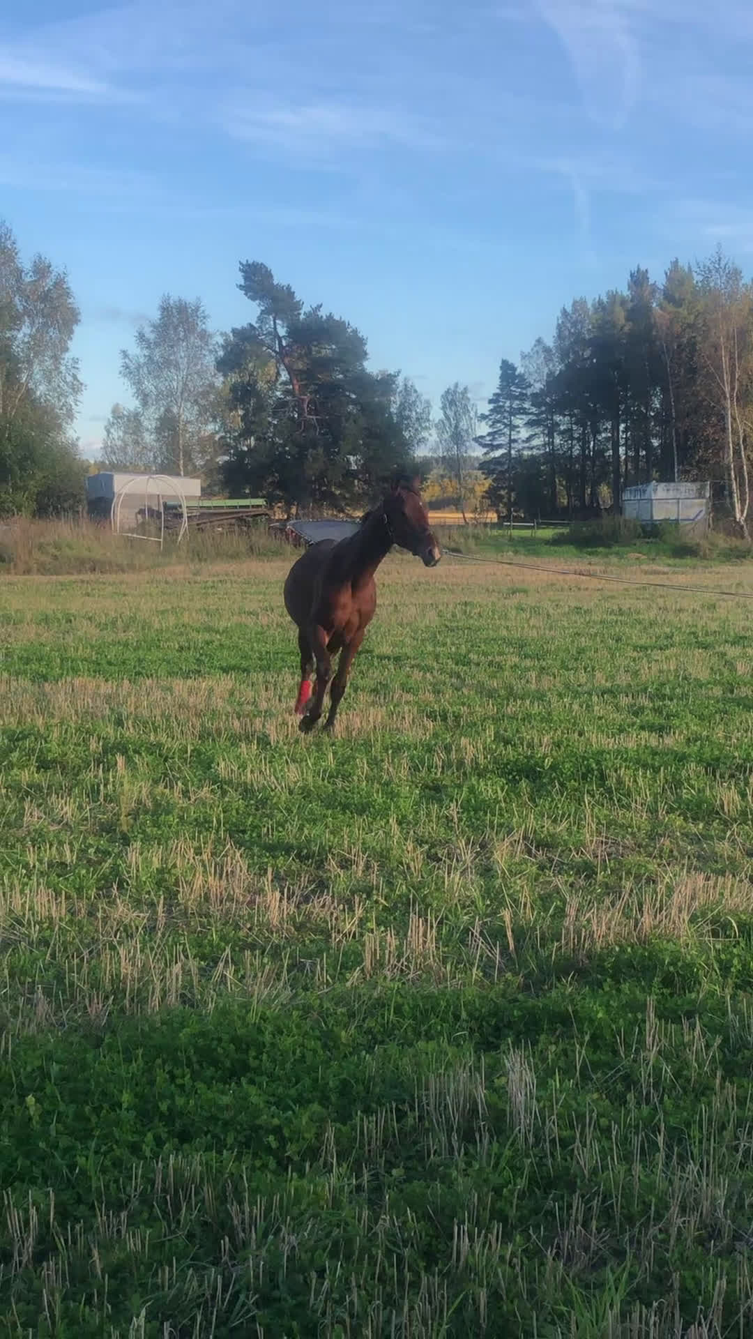 Allround hästar till salu: Fin valack född -24 söker nytt hem i Dyltabruk - Video 1