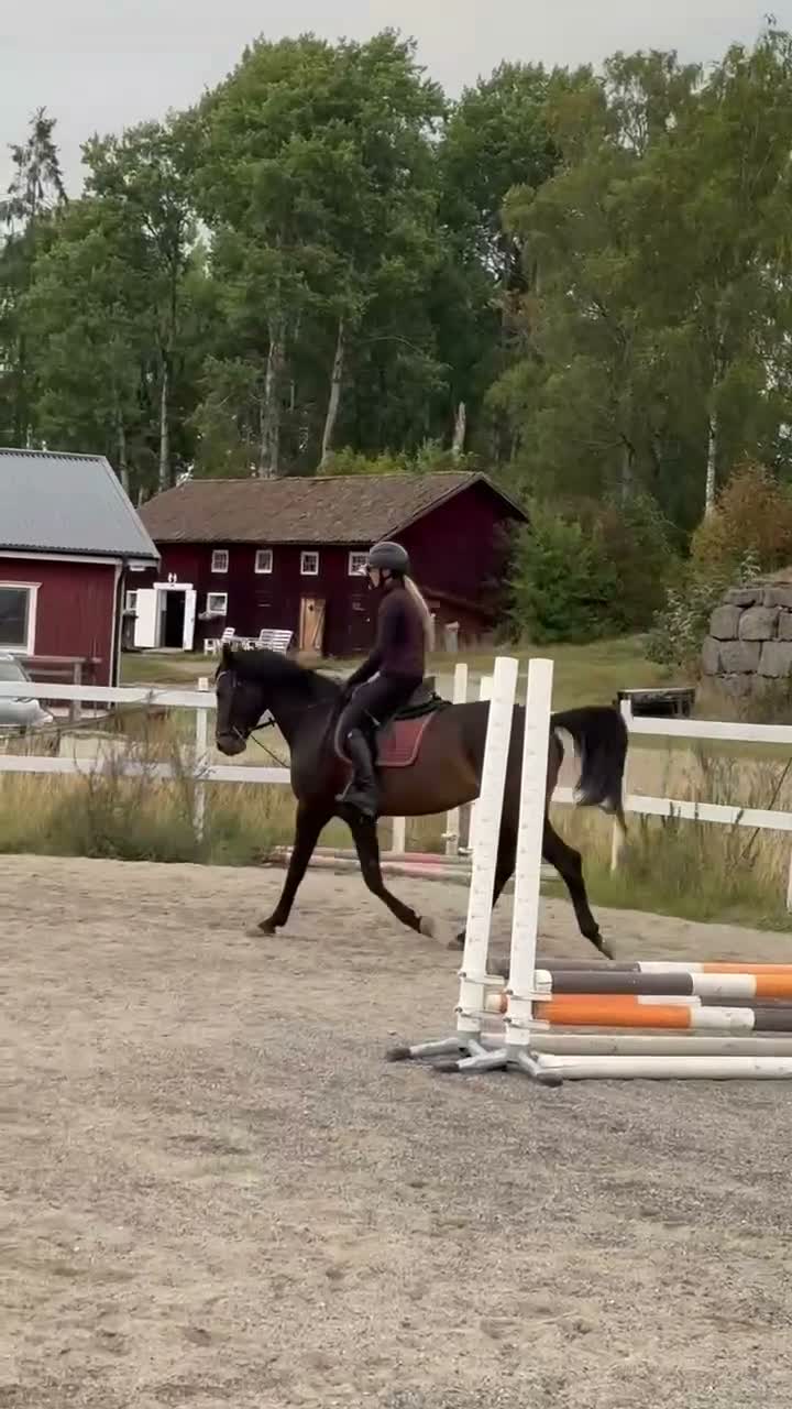Dressyr hästar till salu: Unghäst till salu - Video 1