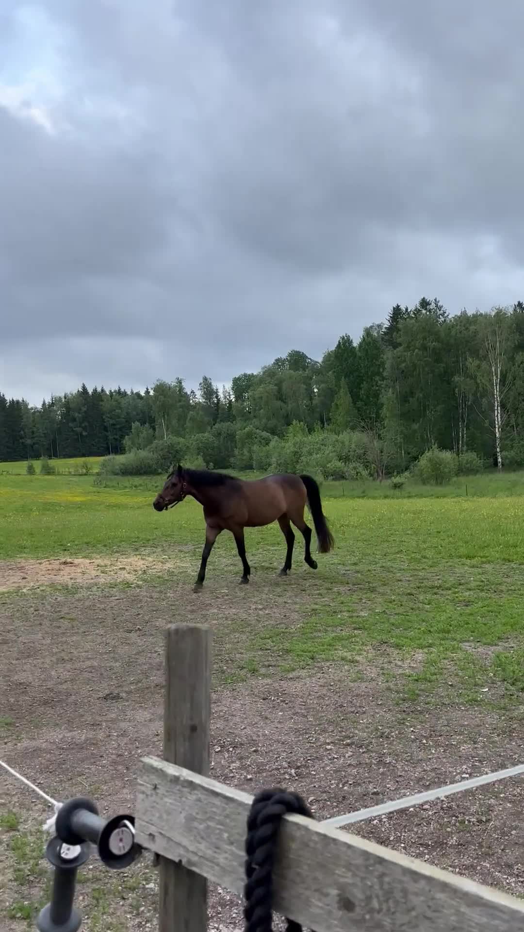 Dressyr hästar till salu: Fin ponny för dressyr - och eller uteritter i Avesta - Video 1
