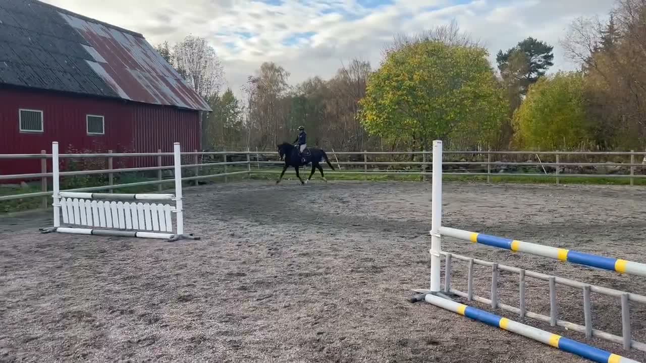 Hoppning hästar till salu: SWB-valack som sticker ut i mängden - Video 2