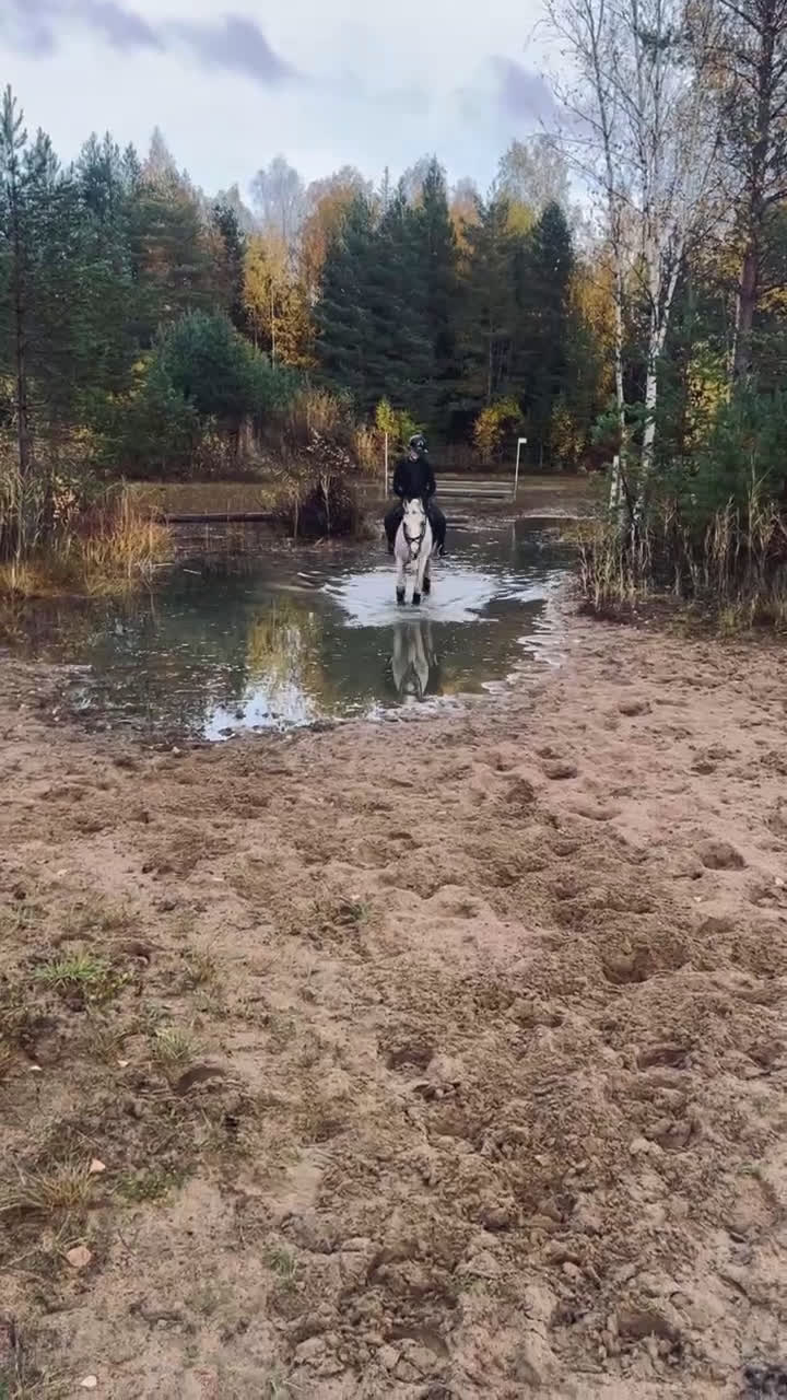 Allround hästar till salu: Charmig och glad c-ponny söker nytt hem! - Video 1