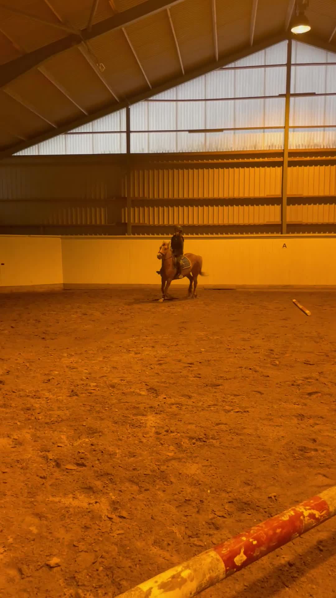 Allround hästar till salu: En blivande stjärna 🌟 - Video 1