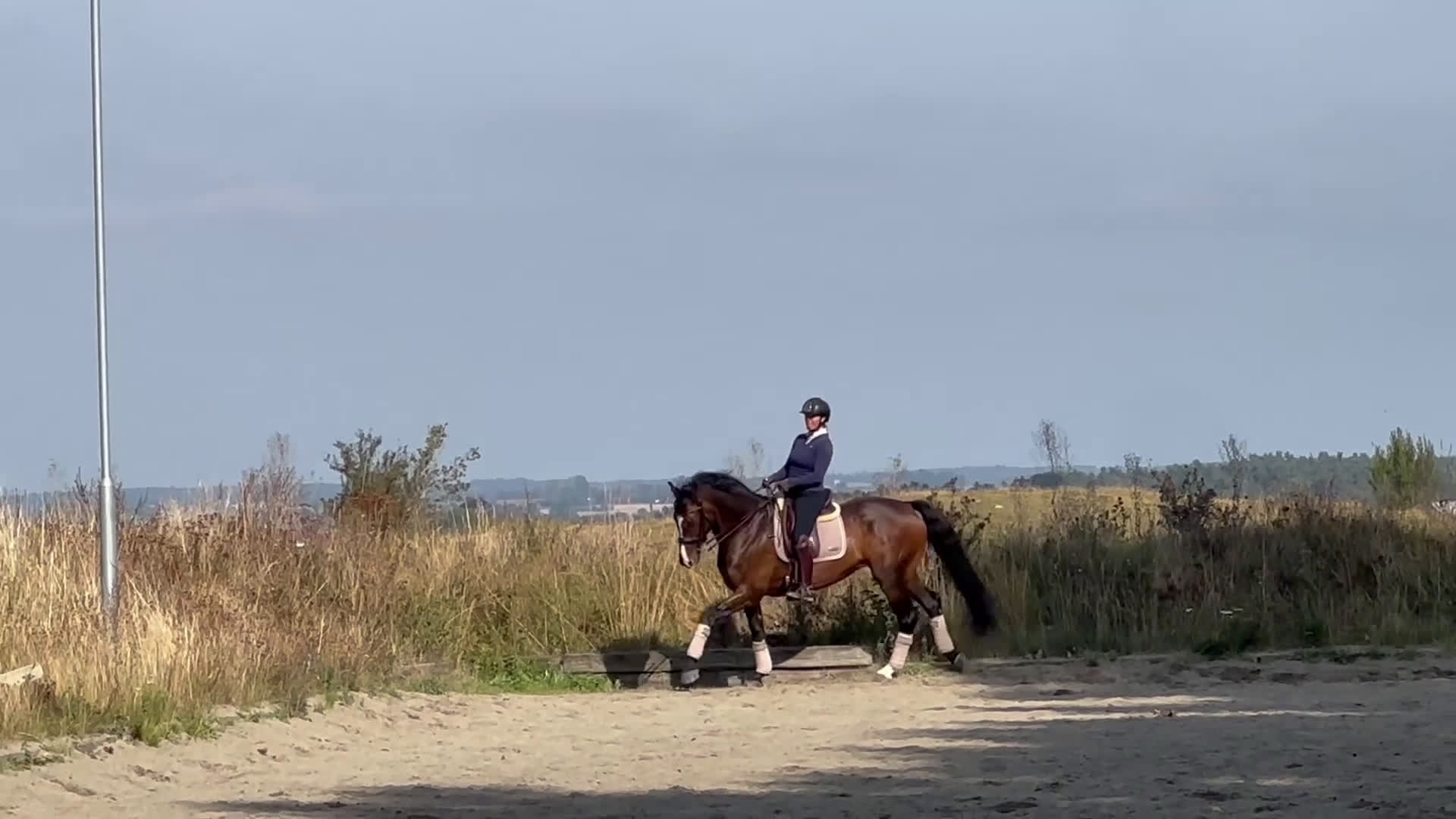 Dressyr hästar till salu: Välutbildad val - Video 2