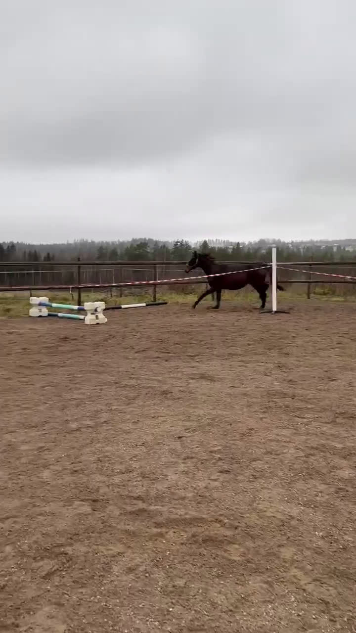 Hoppning hästar till salu: Svenskfödd tvåårshingst e Don't Touch Tiji Hero - Video 2