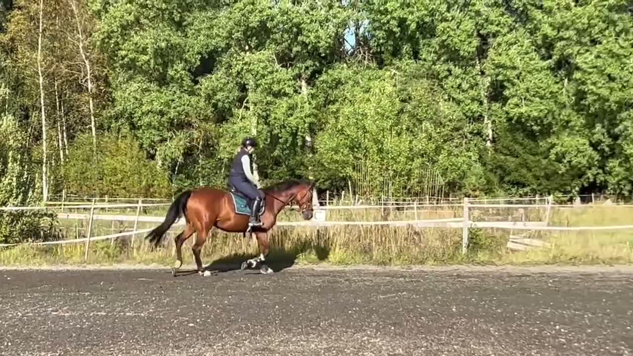 Allround hästar till salu: Dressyr/Avel WE  - Video 2