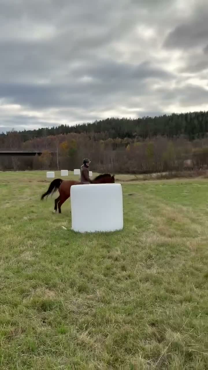 Dressyr hästar till salu: Väluppfostrad D-ponny med stor potential! - Video 1