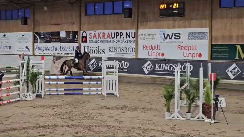 Hoppning hästar till salu: Snygg välutbildad hoppstammad valack i Kristianstad - Video 1