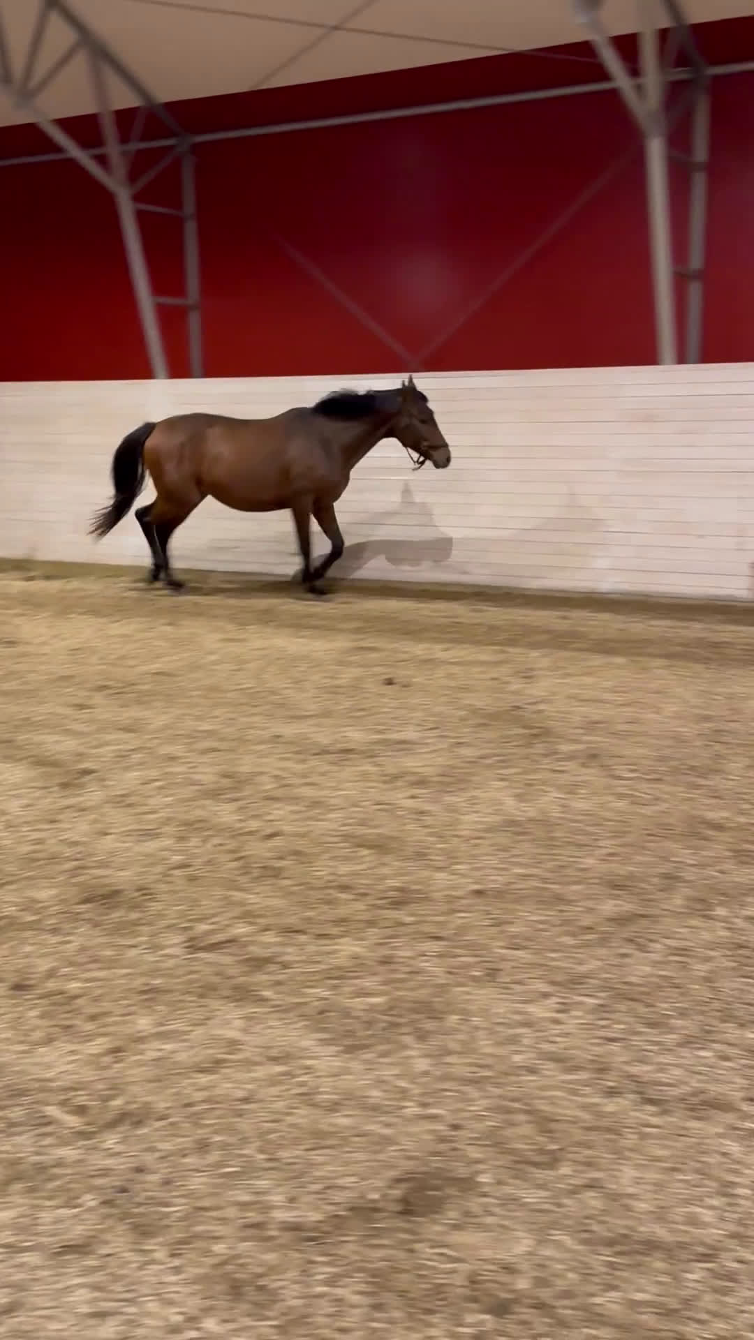 Allround hästar till salu: Trevligt sto 2,5 år i Märsta - Video 1