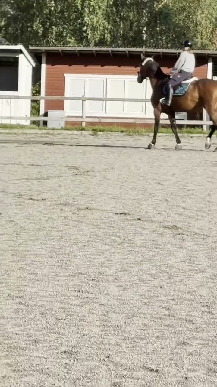 Allround hästar till salu: Sto med utstrålning  i Uddeholm - Video 3