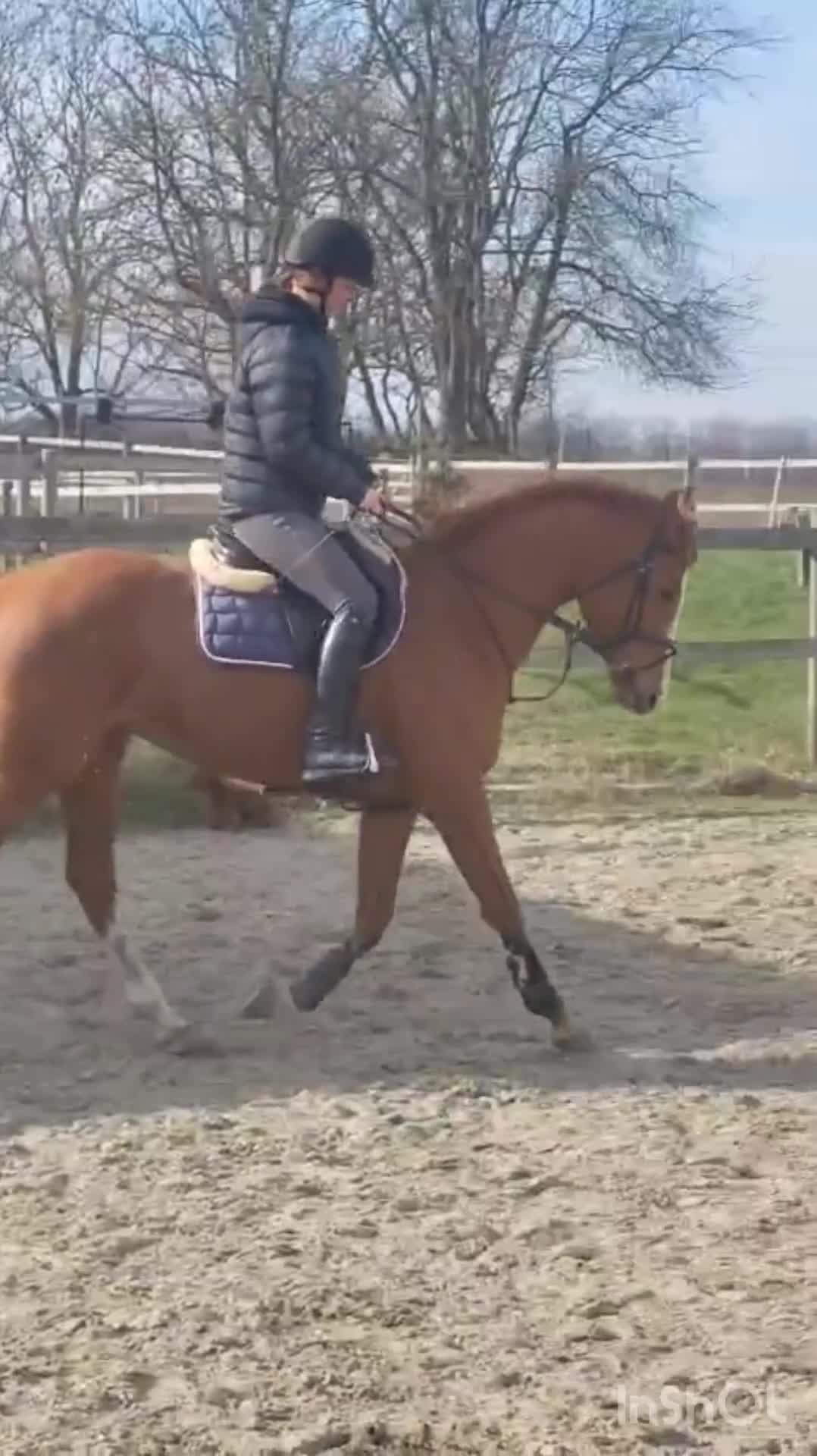 Allround hästar till salu: Mycket trevligt sto  - Video 3