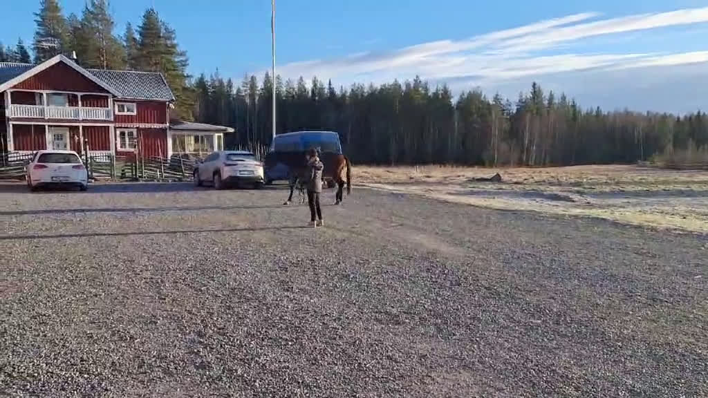 Dressyr hästar till salu: Trevlig 2 åring SWB e. Serious 1457 i Umeå - Video 1